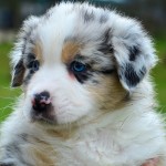 ATELLAE Kuglstatter Welpen 6 Wochen