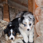 Kuglstatter Welpen 6 Wochen