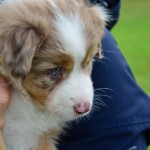 AROGENIES Kuglstatter Welpen 6 Wochen