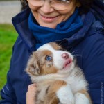 Kuglstatter Welpen 6 Wochen