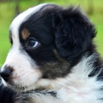 ARIMUS Kuglstatter Welpen 6 Wochen