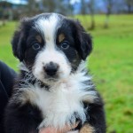 ARIMUS Kuglstatter Welpen 6 Wochen