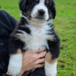 ARIMUS Kuglstatter Welpen 6 Wochen