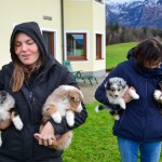 Kuglstatter Welpen 6 Wochen