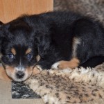 AFILIA Kuglstatter Welpen 6 Wochen