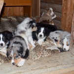 Kuglstatter Welpen 6 Wochen