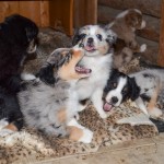 Kuglstatter Welpen 6 Wochen