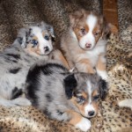 Kuglstatter Welpen 6 Wochen