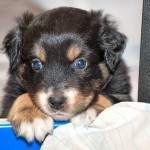 BANDITA_Tag31_Kuglstatter-Aussie