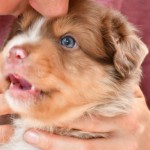 BABOO_Tag31_Kuglstatter-Aussie