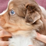 BABOO_Tag31_Kuglstatter-Aussie