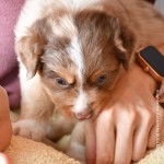 BABOO_Tag31_Kuglstatter-Aussie