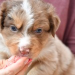 BABOO_Tag31_Kuglstatter-Aussie