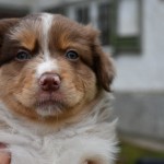 BABOO_Kuglstatter_Aussie_by BÜDLMOCHA klaus@hantinger.at