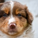 BABOO_Kuglstatter_Aussie_by BÜDLMOCHA klaus@hantinger.at