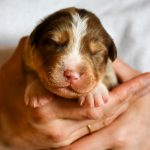 BABOO_Tag10_Kuglstatter-Aussie