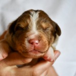 BABOO_Tag10_Kuglstatter-Aussie