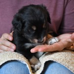 BACIO_Tag31_Kuglstatter-Aussie