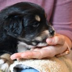 BANDITA_Tag31_Kuglstatter-Aussie