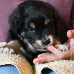 BACIO_Tag31_Kuglstatter-Aussie