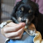 BACIO_Tag31_Kuglstatter-Aussie