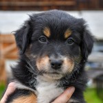 BACIO_Kuglstatter_Aussie_by BÜDLMOCHA klaus@hantinger.at