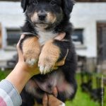 BACIO_Kuglstatter_Aussie_by BÜDLMOCHA klaus@hantinger.at