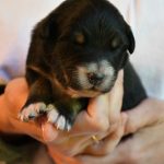 BACIO_Woche10_Kuglstatter-Aussie