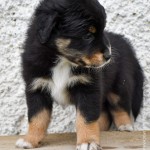 BACIO_Tag40_Kuglstatter-Aussie