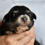 BACIO_Woche10_Kuglstatter-Aussie