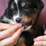 BAHIYA_Tag31_Kuglstatter-Aussie