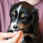 BAHIYA_Tag31_Kuglstatter-Aussie