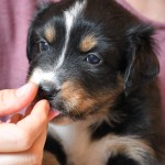 BAHIYA_Tag31_Kuglstatter-Aussie