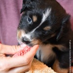 BAHIYA_Tag31_Kuglstatter-Aussie