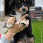 BAHIYA_Kuglstatter_Aussie_by BÜDLMOCHA klaus@hantinger.at