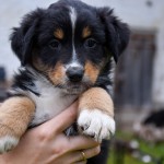 BAHIYA_Kuglstatter_Aussie_by BÜDLMOCHA klaus@hantinger.at