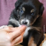 BANDITA_Tag31_Kuglstatter-Aussie