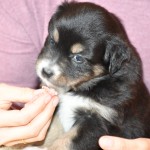 BANDITA_Tag31_Kuglstatter-Aussie