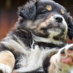 BANDITA_Kuglstatter_Aussie_by BÜDLMOCHA klaus@hantinger.at