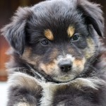 BANDITA_Kuglstatter_Aussie_by BÜDLMOCHA klaus@hantinger.at