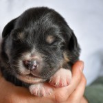 BANDITA_Tag10_Kuglstatter-Aussie