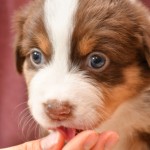 BARDOLINA_Tag31_Kuglstatter-Aussie