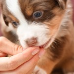 BARDOLINA_Tag31_Kuglstatter-Aussie