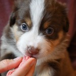 BARDOLINA_Tag31_Kuglstatter-Aussie