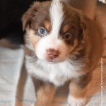 BARDOLINA_Tag31_Kuglstatter-Aussie