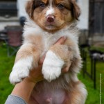 BARDOLINA_Kuglstatter_Aussie_by BÜDLMOCHA klaus@hantinger.at