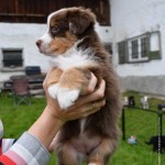 BARDOLINA_Kuglstatter_Aussie_by BÜDLMOCHA klaus@hantinger.at