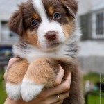 BARDOLINA_Kuglstatter_Aussie_by BÜDLMOCHA klaus@hantinger.at