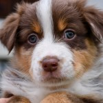 BARDOLINA_Kuglstatter_Aussie_by BÜDLMOCHA klaus@hantinger.at