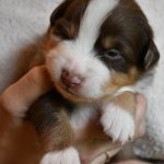 BARDOLINA_Tag16_Kuglstatter_Aussie